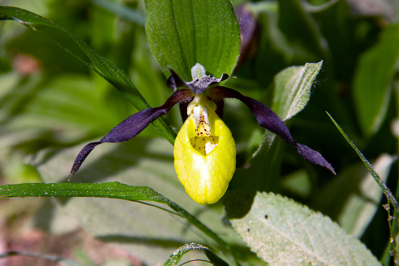 Langer Berg und 1. Frauenschuh