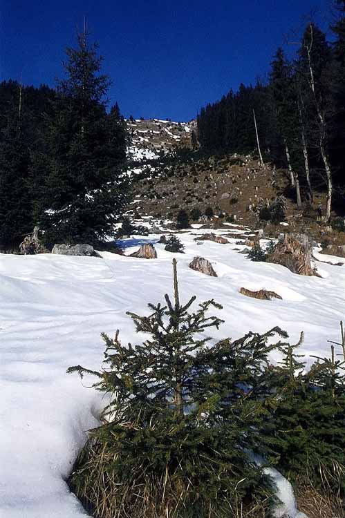 Friederspitze am 16.01.1972