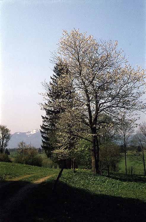 Rechelkopf am 08.05.1976