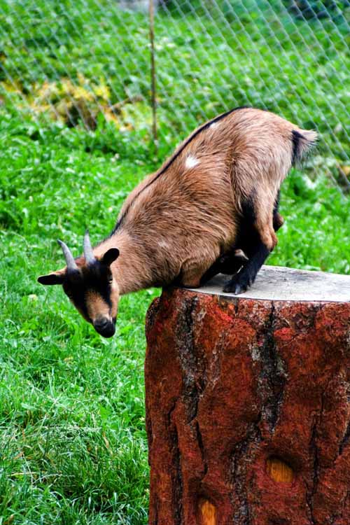 Gornergrat am 20.08.2007