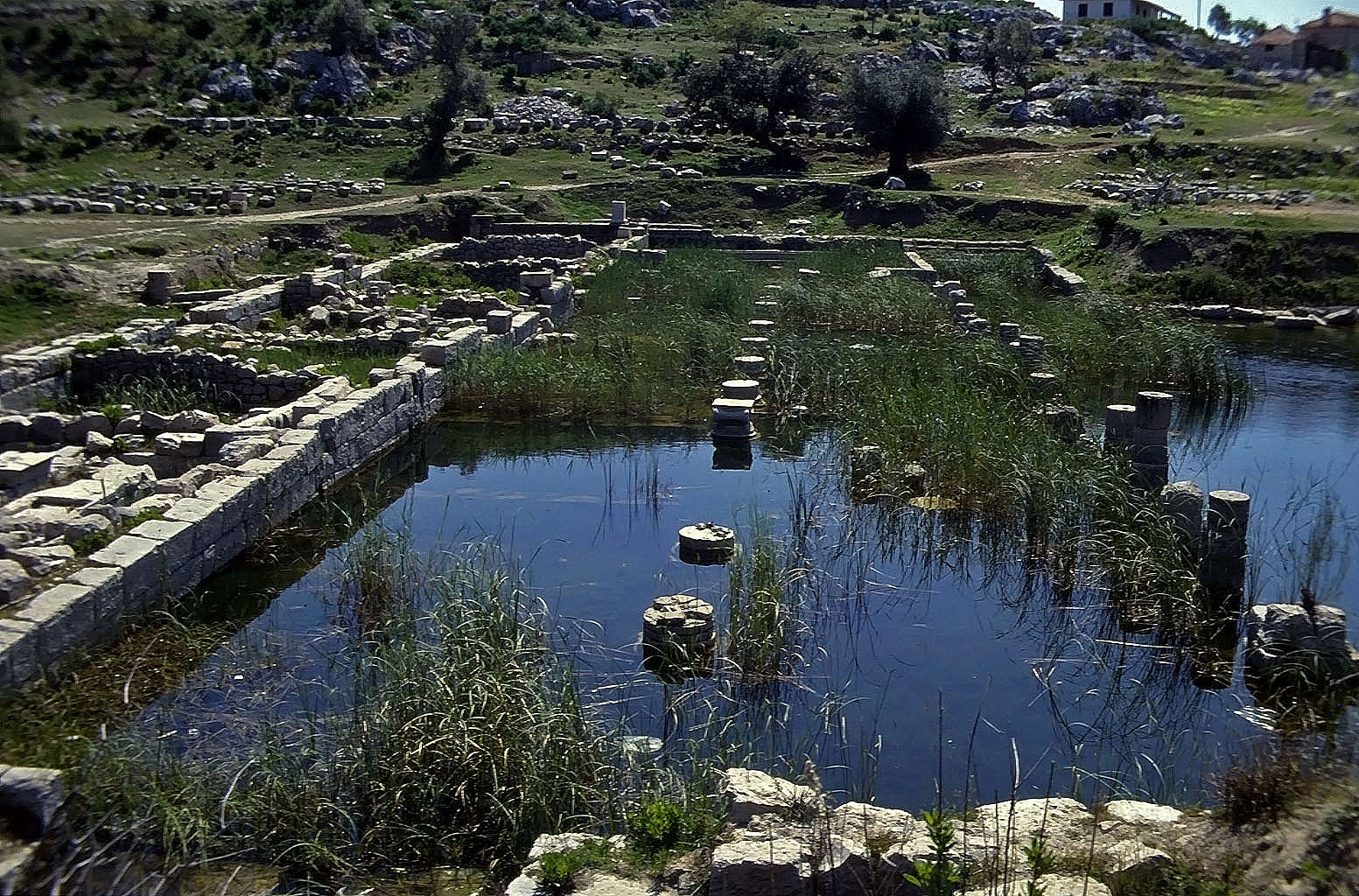 22.04.1993 | Nordportikus | Nordportikus im Sumpfgelände
