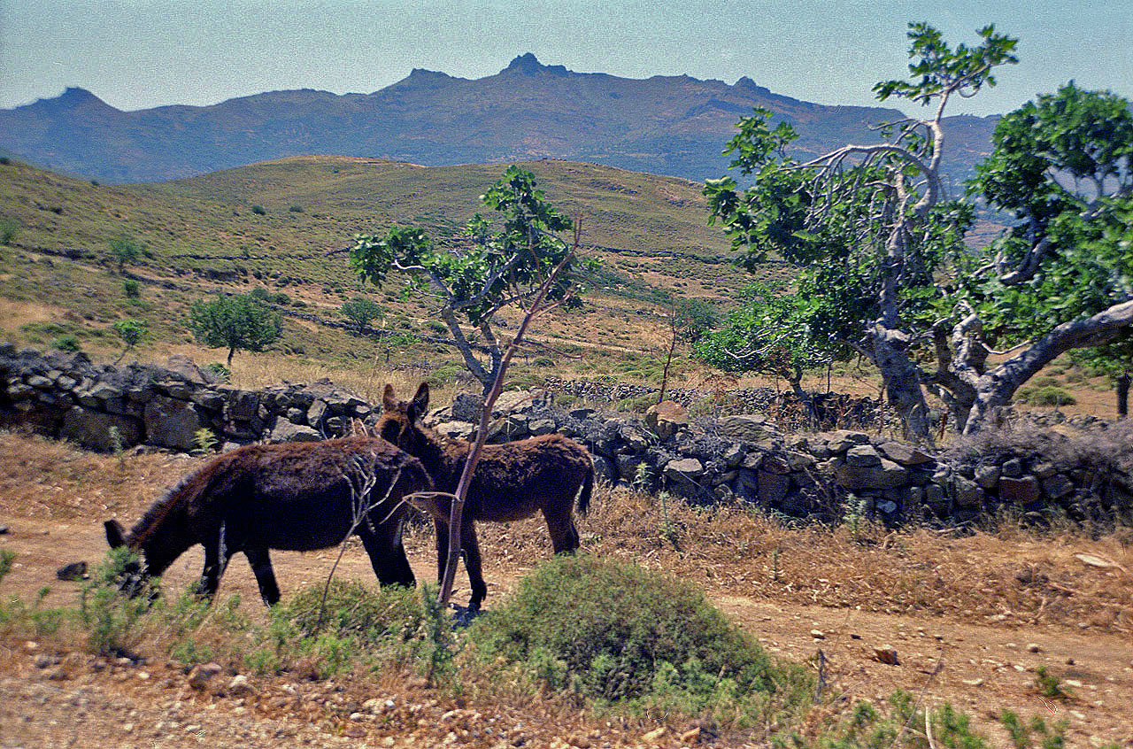 04.06.1996 | bei Telmissos | Eselsfamilie am Strassenrand