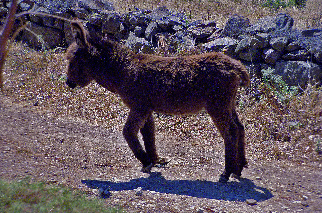 04.06.1996 | bei Telmissos | junges Eselchen am Fahrweg